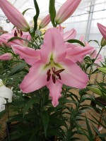 [4191 Pink Step VZ No02.JPG]